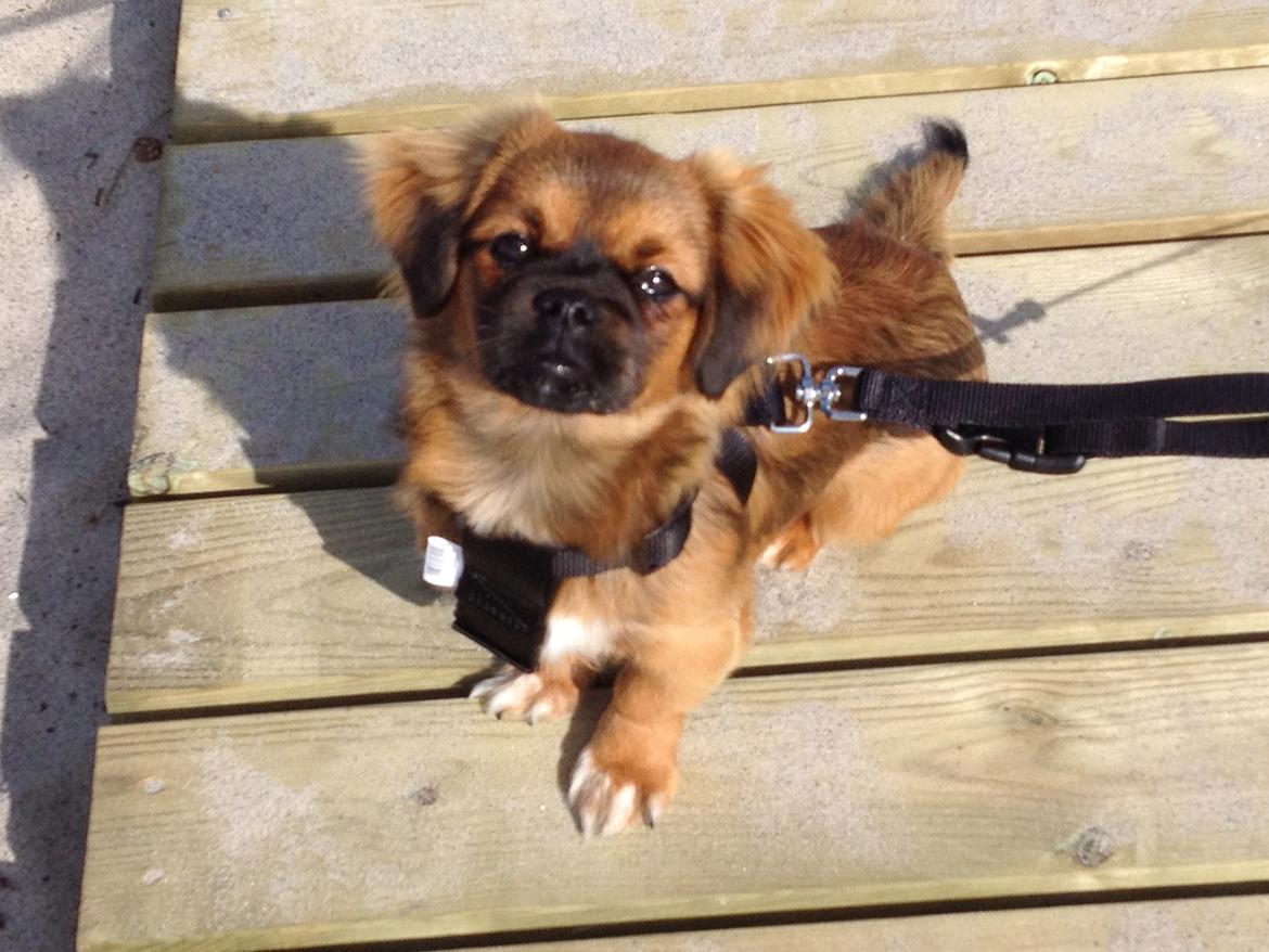 Tibetansk spaniel Askim's La-Go Ninett billede 3