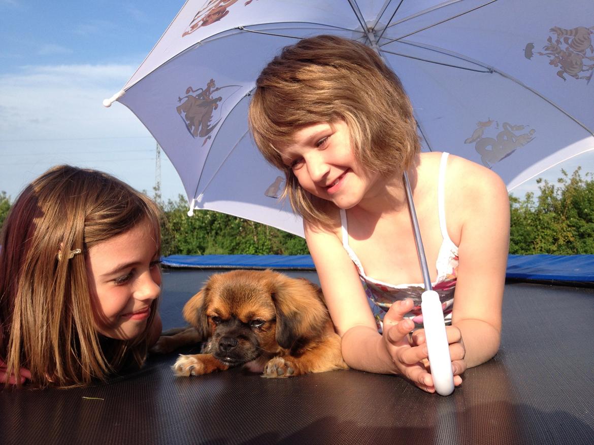 Tibetansk spaniel Askim's La-Go Ninett billede 4