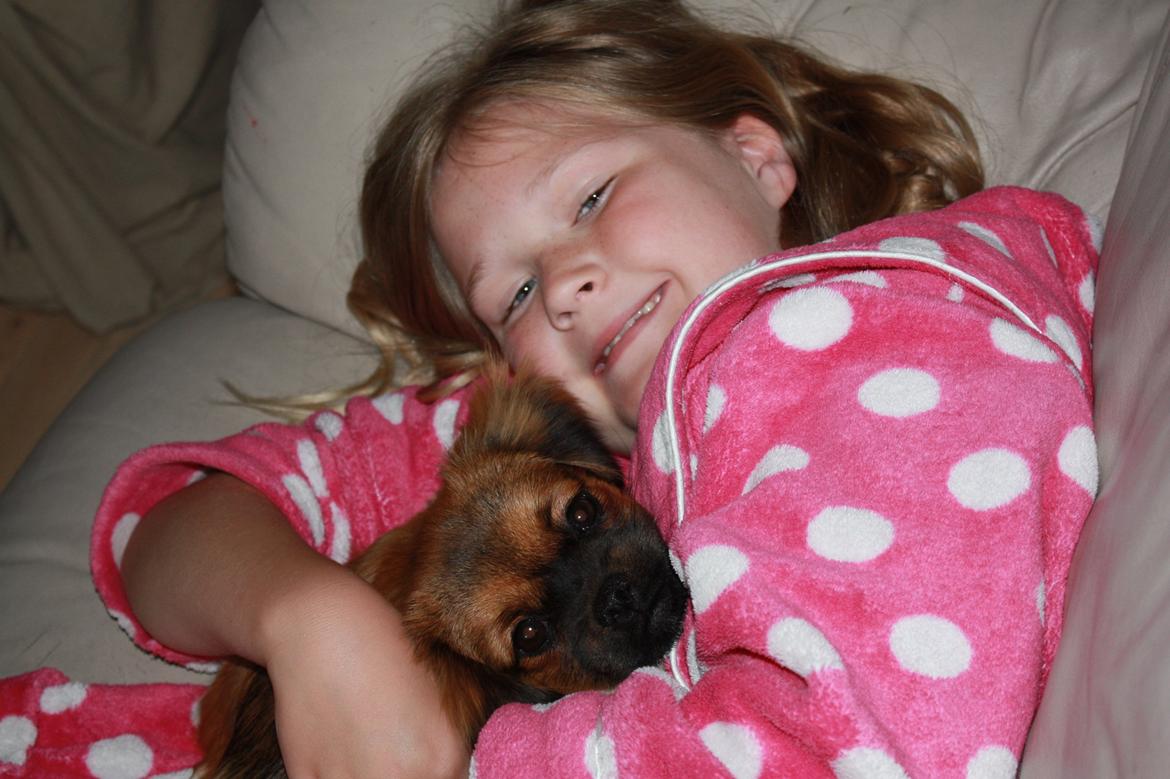 Tibetansk spaniel Askim's La-Go Ninett billede 5