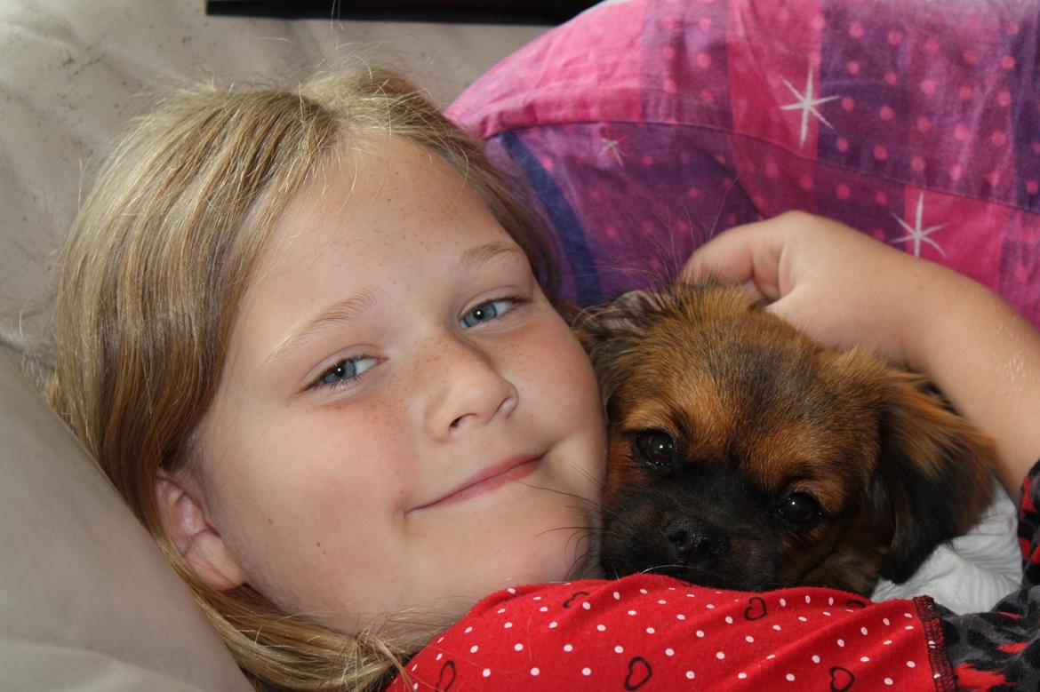 Tibetansk spaniel Askim's La-Go Ninett billede 6