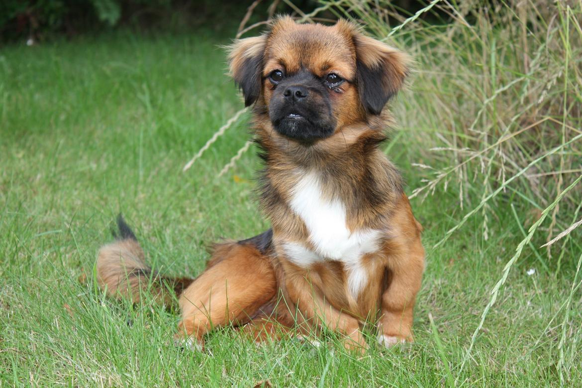 Tibetansk spaniel Askim's La-Go Ninett billede 7