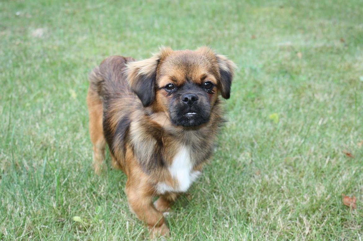 Tibetansk spaniel Askim's La-Go Ninett billede 8