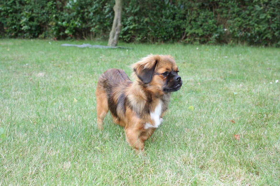 Tibetansk spaniel Askim's La-Go Ninett billede 9