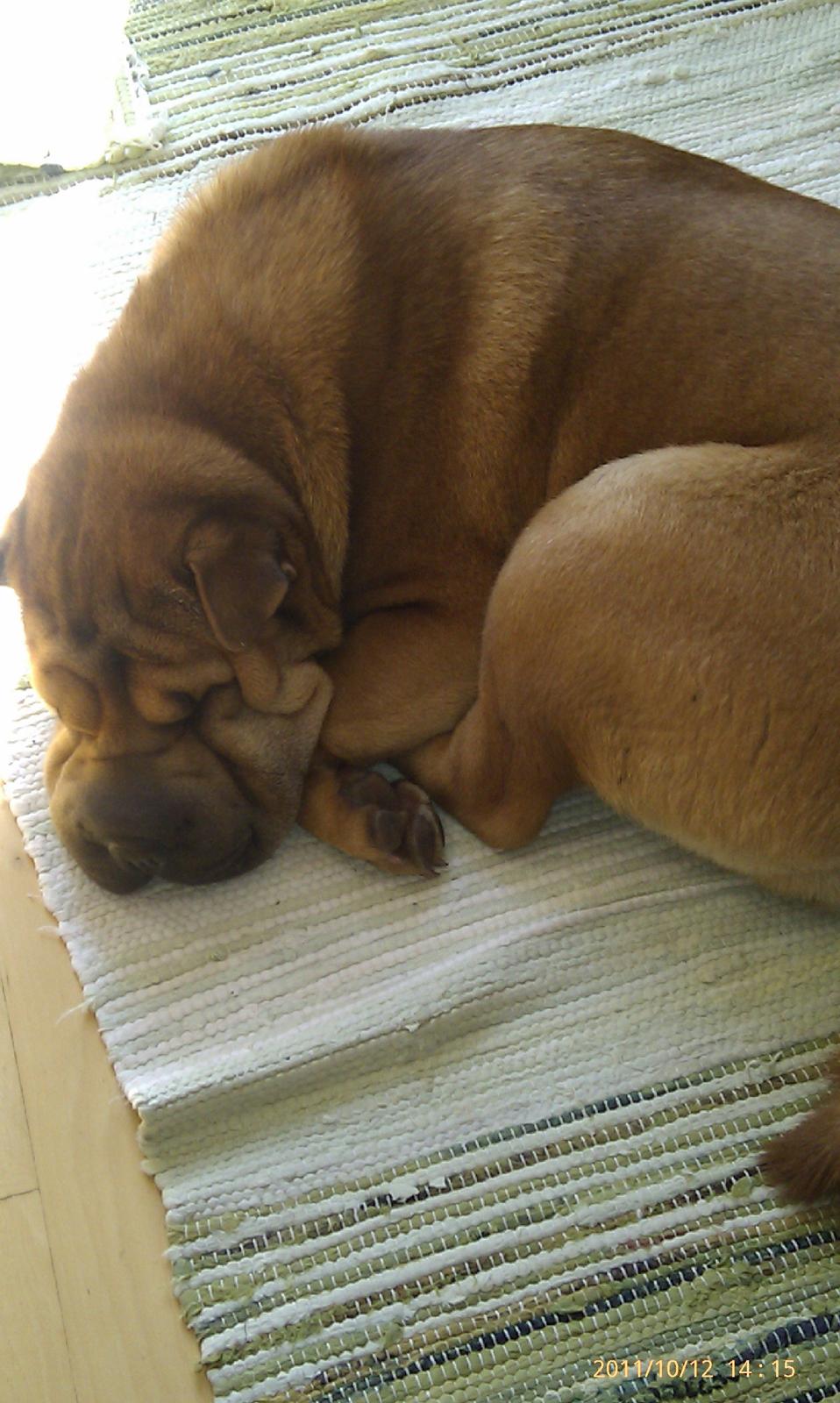 Shar pei Mei-Li (Meatmouth Give Me The Rubin) billede 6