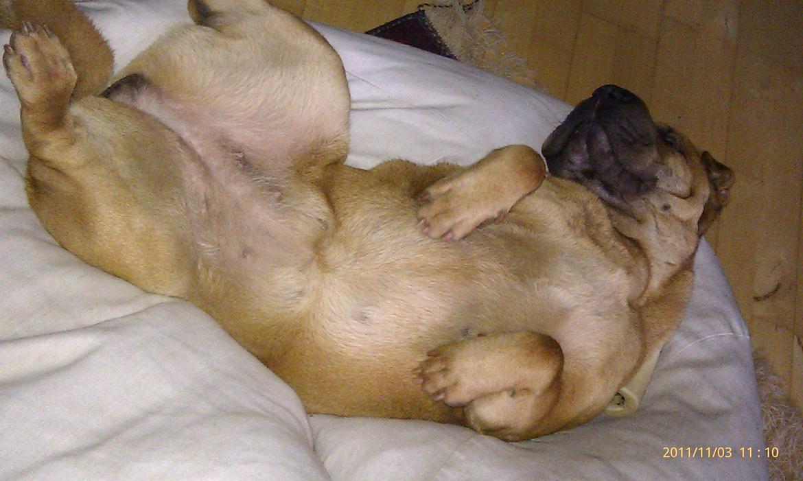 Shar pei Mei-Li (Meatmouth Give Me The Rubin) billede 7