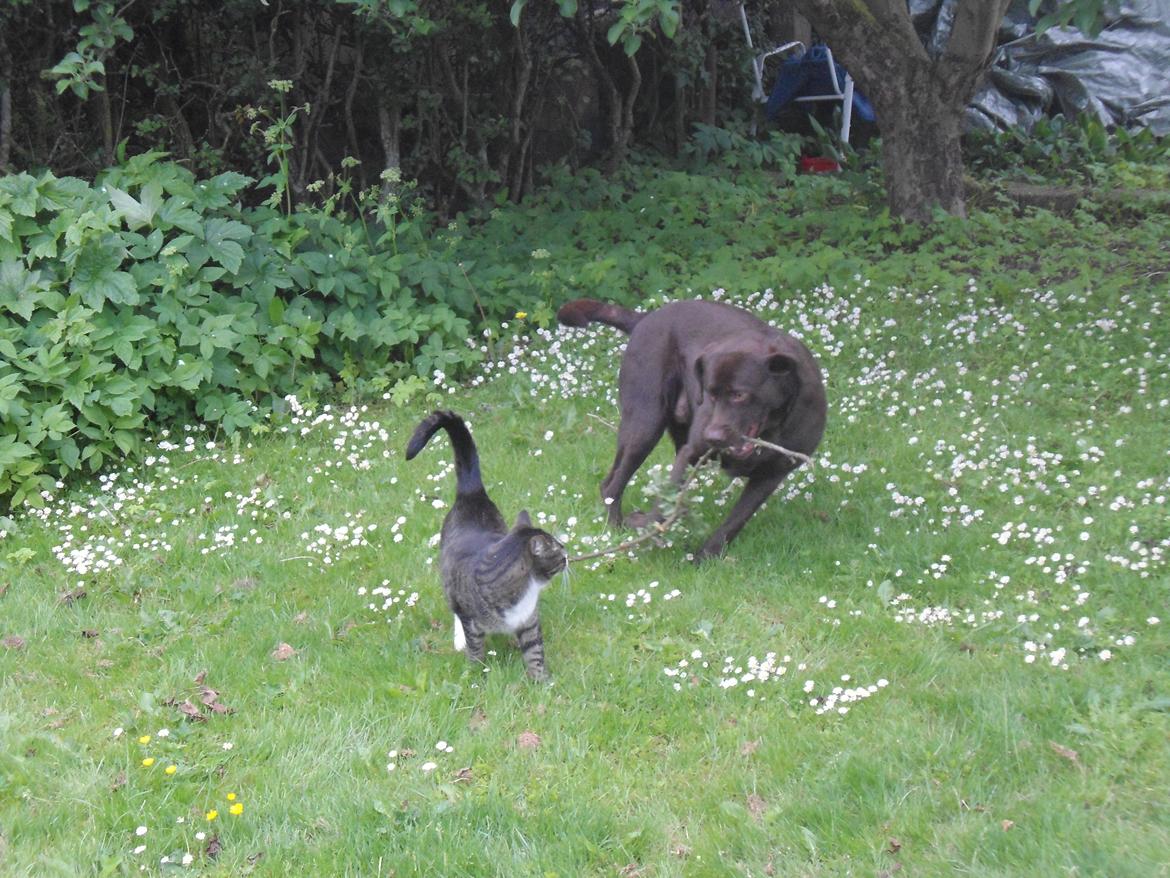Labrador retriever Bobo (3/8/2009-27/5/2018) - "Vil du lege med min pind?" billede 13