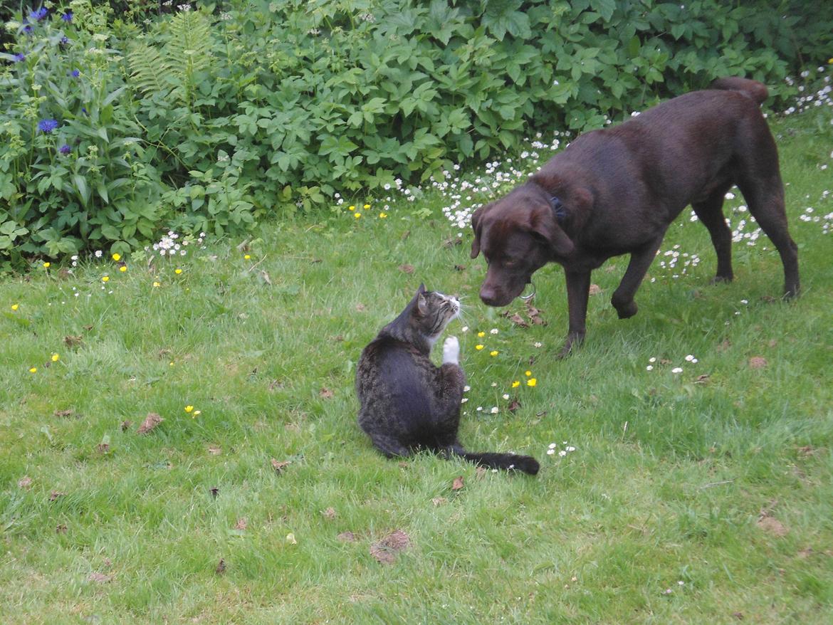 Labrador retriever Bobo (3/8/2009-27/5/2018) - "Dav du..." billede 12