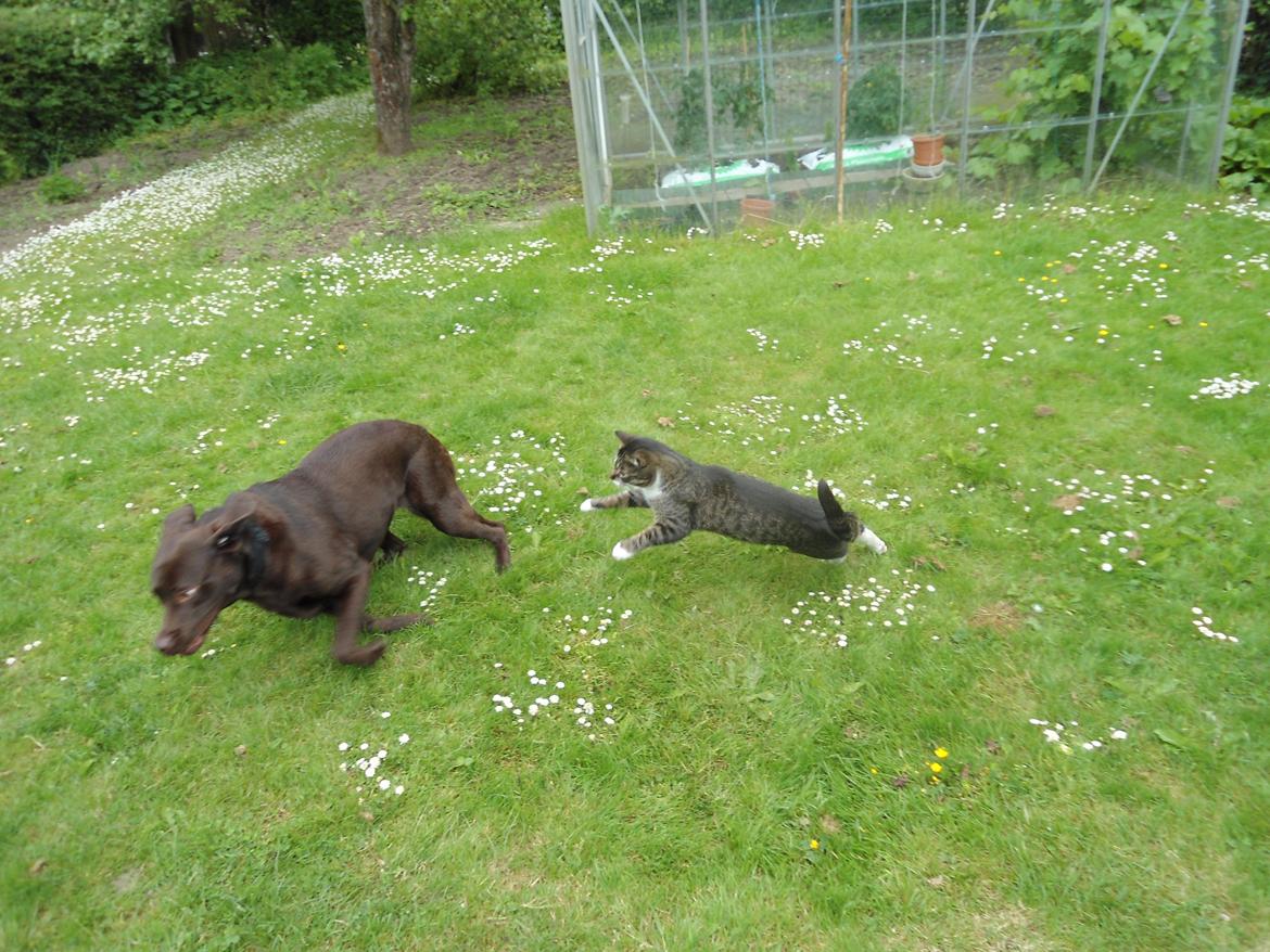 Labrador retriever Bobo (3/8/2009-27/5/2018) - "Nej?" *G* billede 14