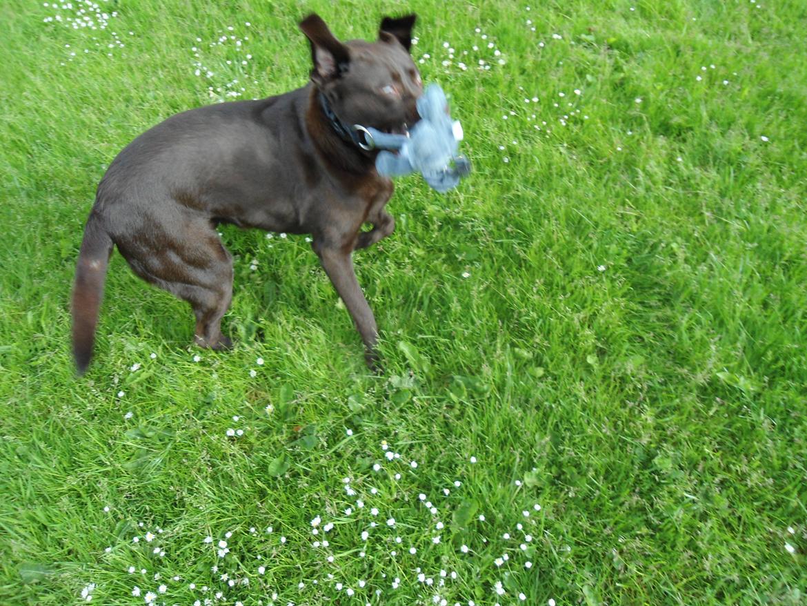 Labrador retriever Bobo (3/8/2009-27/5/2018) - Bamsen skal DØ! billede 21