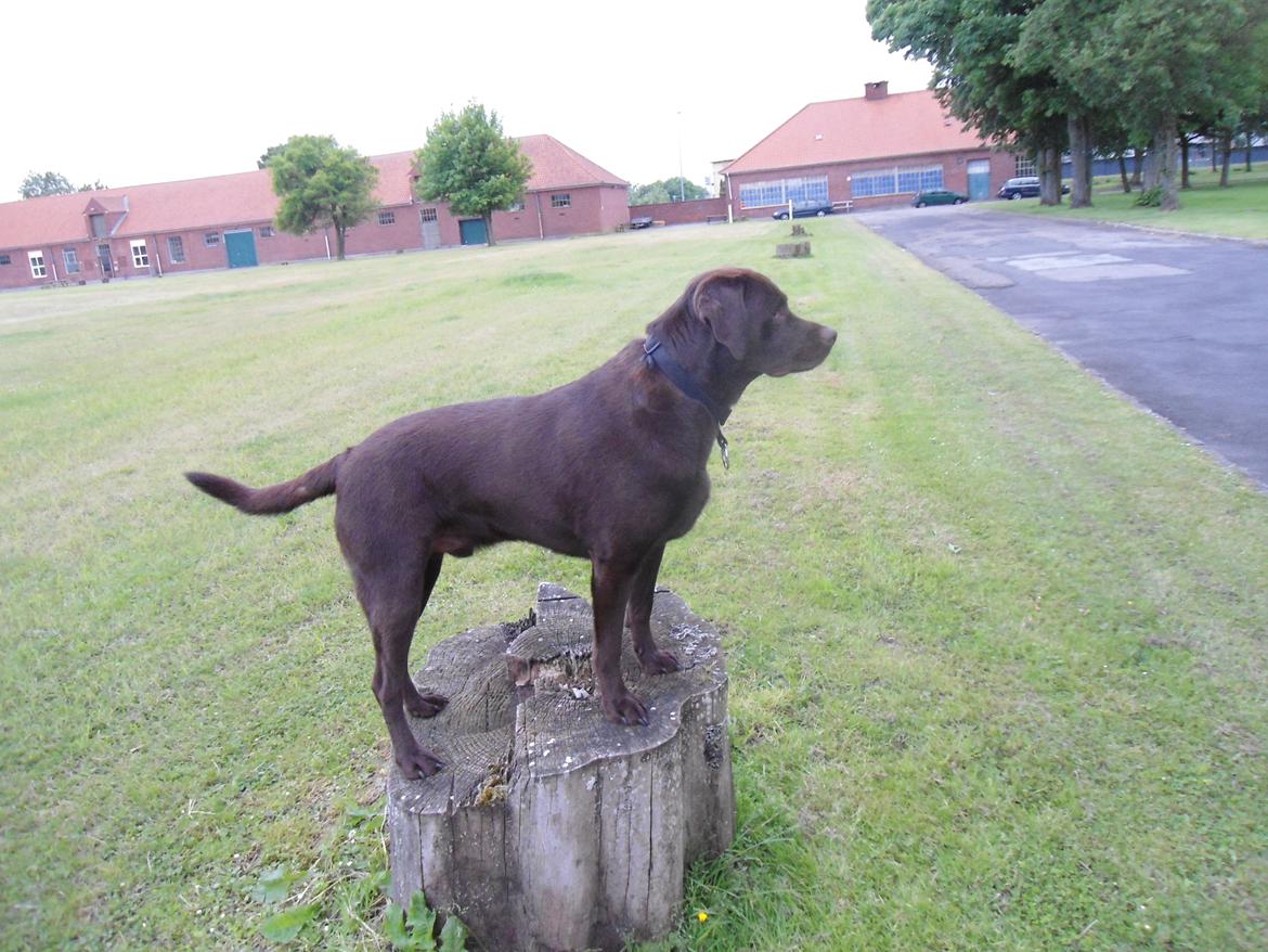 Labrador retriever Bobo (3/8/2009-27/5/2018) billede 22