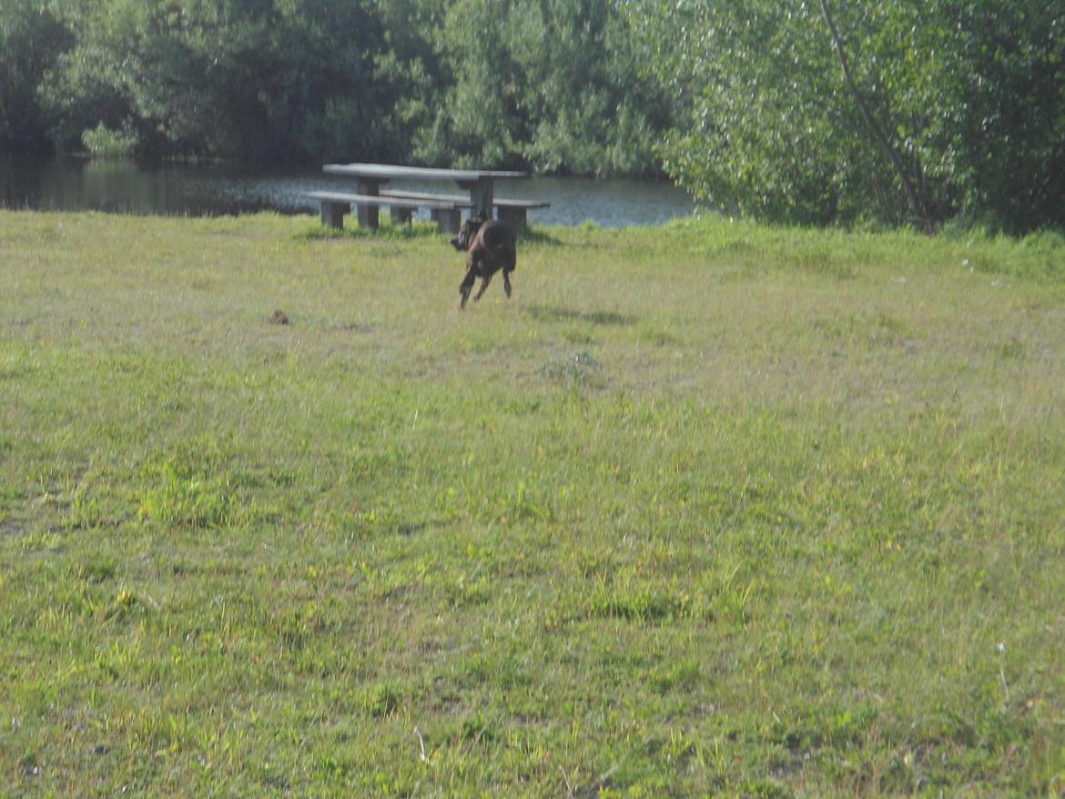 Labrador retriever Bobo (3/8/2009-27/5/2018) - Vand i sigte :p billede 23