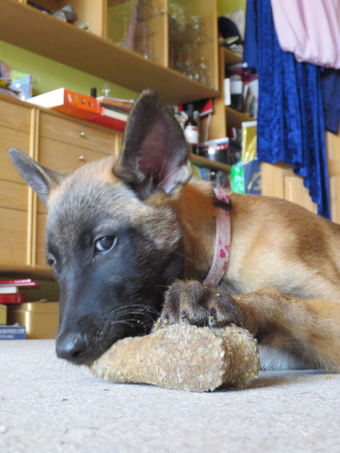 Malinois Soffi billede 1