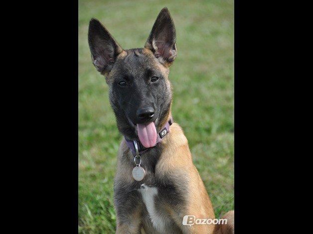 Malinois Soffi billede 2