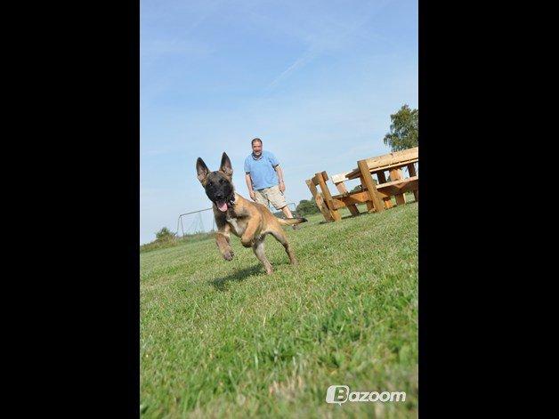 Malinois Soffi billede 3