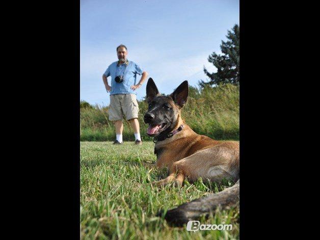 Malinois Soffi billede 4