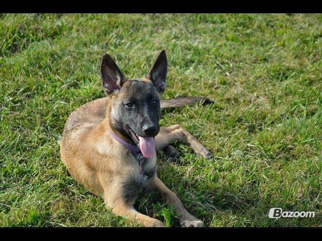 Malinois Soffi billede 5