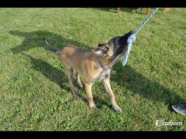 Malinois Soffi billede 6