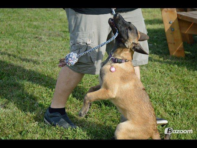 Malinois Soffi billede 7
