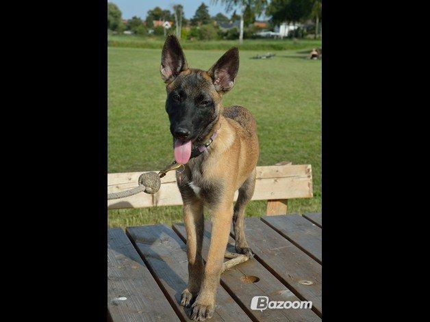 Malinois Soffi billede 8