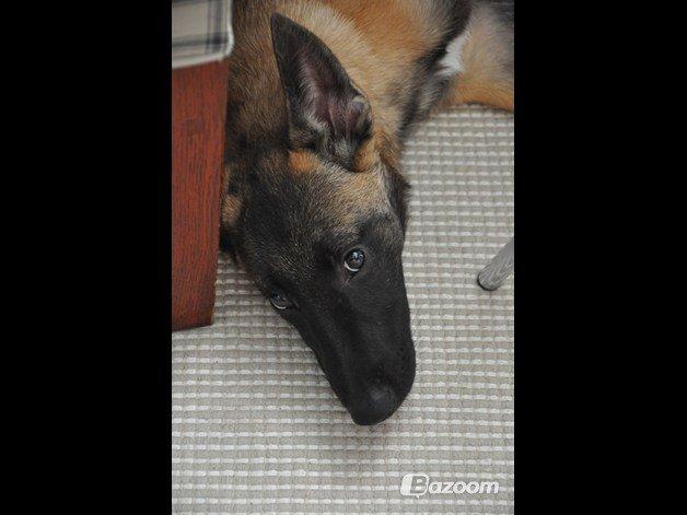 Malinois Soffi billede 9