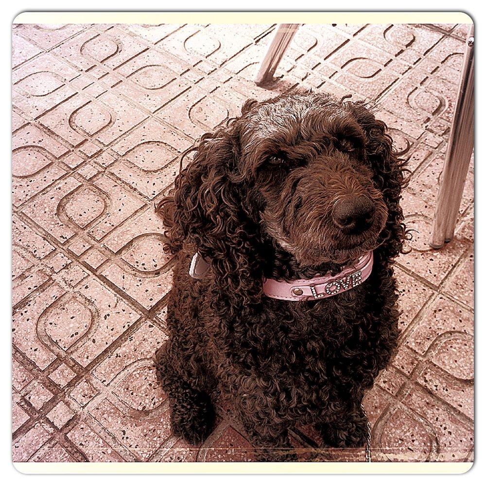 Mellempuddel Darling - velkommen til Darlings profil :D billede 1