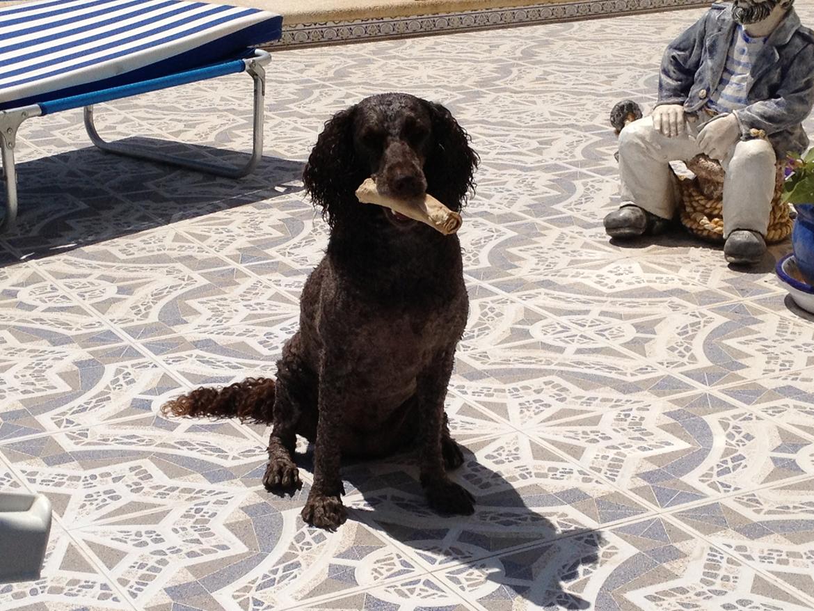 Mellempuddel Darling billede 2