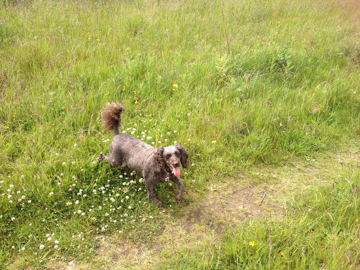 Mellempuddel Darling billede 4