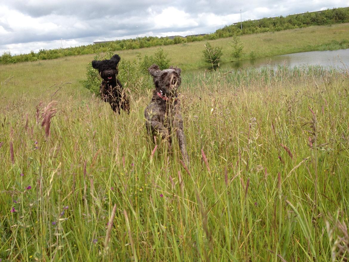 Mellempuddel Darling billede 3