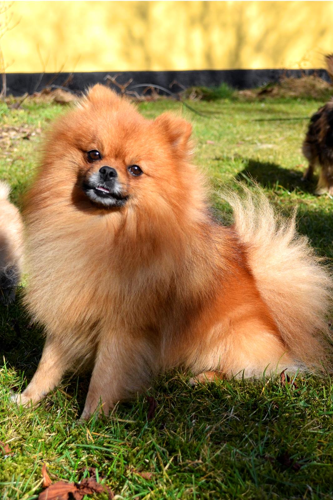 Pomeranian Max billede 1