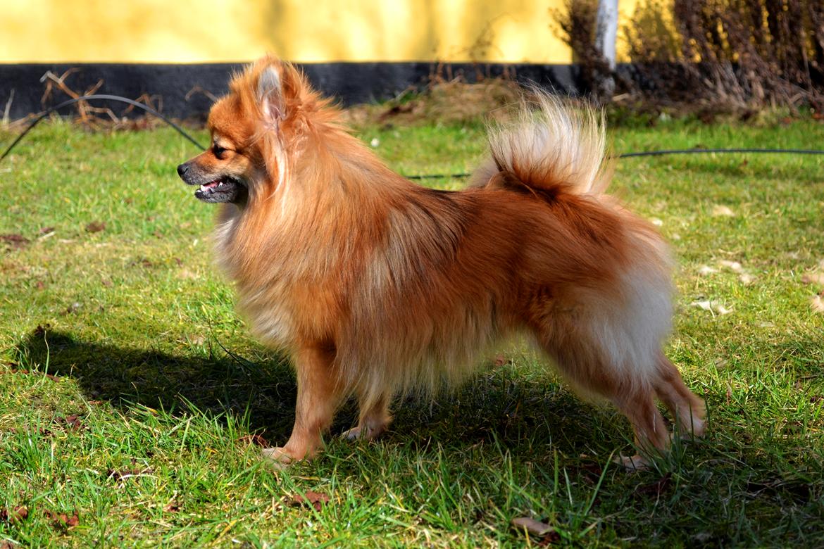 Pomeranian Max billede 2