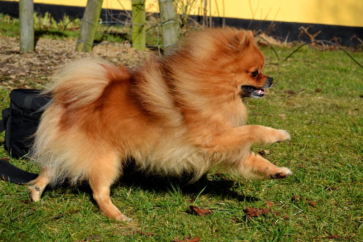 Pomeranian Max billede 3