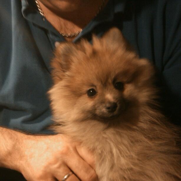 Pomeranian Max - Max som lille . billede 5