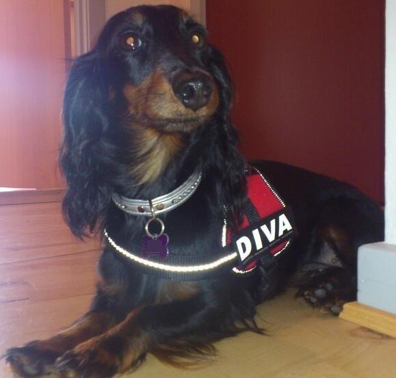 Dværggravhund Zenta - Zenta med hendes nye sele, hvor teksten passer super til hende :-) billede 4