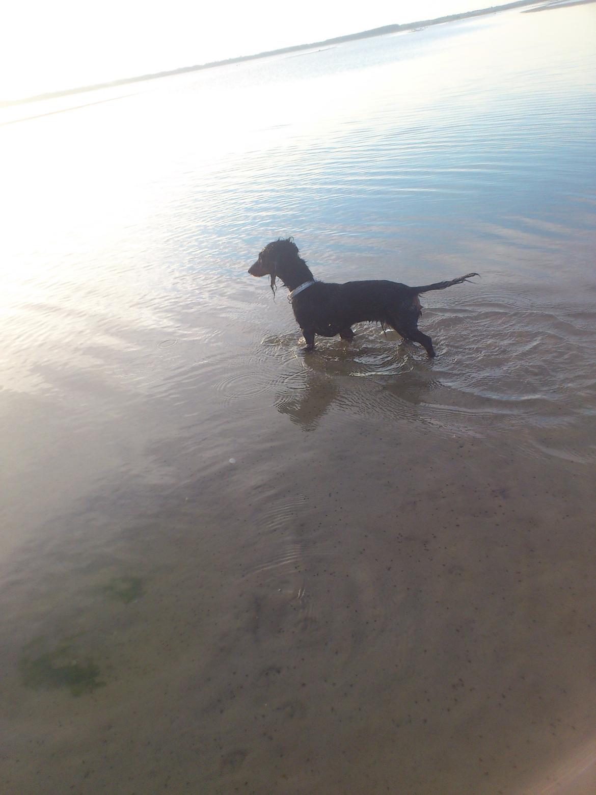 Dværggravhund Zenta - Første tur ved stranden :-) billede 8