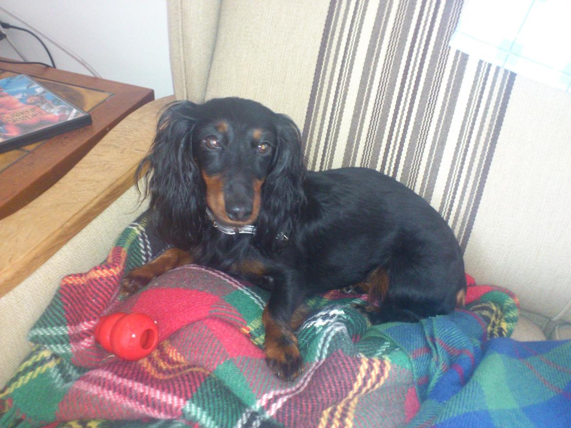 Dværggravhund Zenta - Hygge i sommerhus :-) billede 9