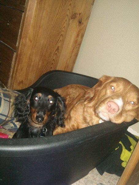 Dværggravhund Zenta - Hygge med bedstevennen Nellie :-)Det var skønt,at se da de to legede sammen, nu er Nellie desværre en himmelhund <3 billede 10