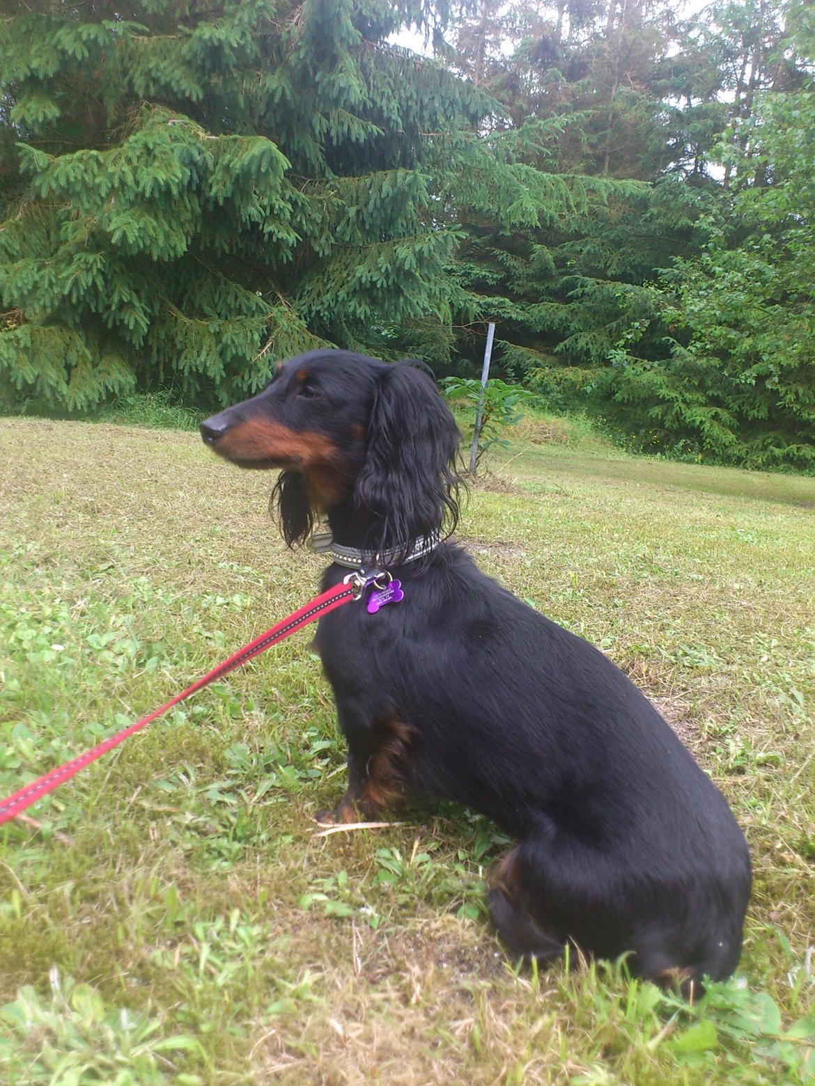 Dværggravhund Zenta - Afslapning i sommerhus :-) billede 13