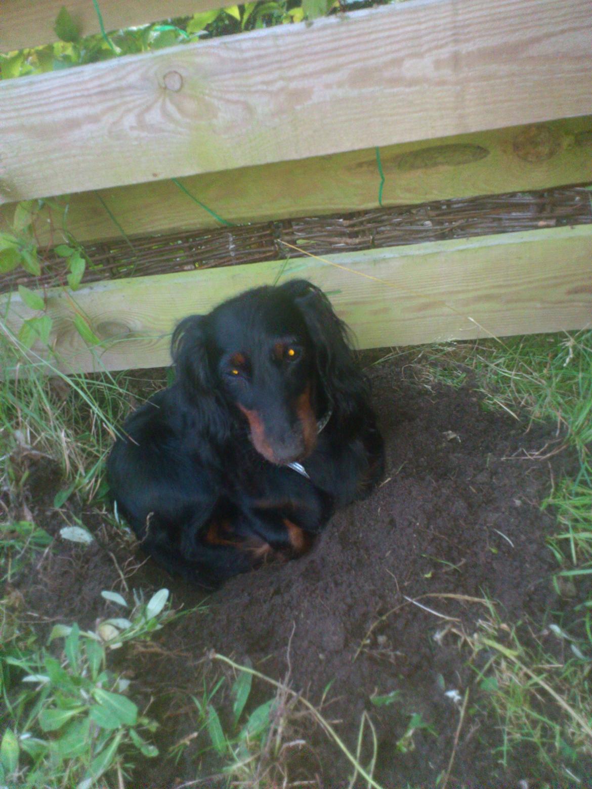 Dværggravhund Zenta - Moar jeg kom kun til, at grave et lille hul :-) billede 15