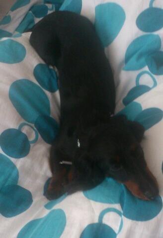 Dværggravhund Zenta - Ren afslapning :-) billede 16