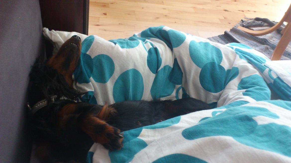 Dværggravhund Zenta - Meget træt :-) billede 14