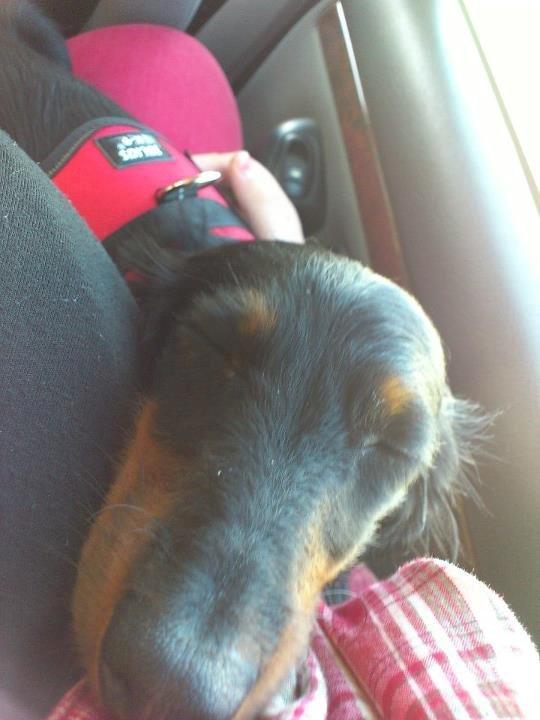 Dværggravhund Zenta - Hårdt, at være på tur, så faldt i søvn hos mor :-) billede 19