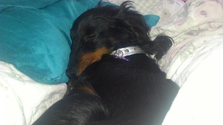 Dværggravhund Zenta - Putte :-) billede 17