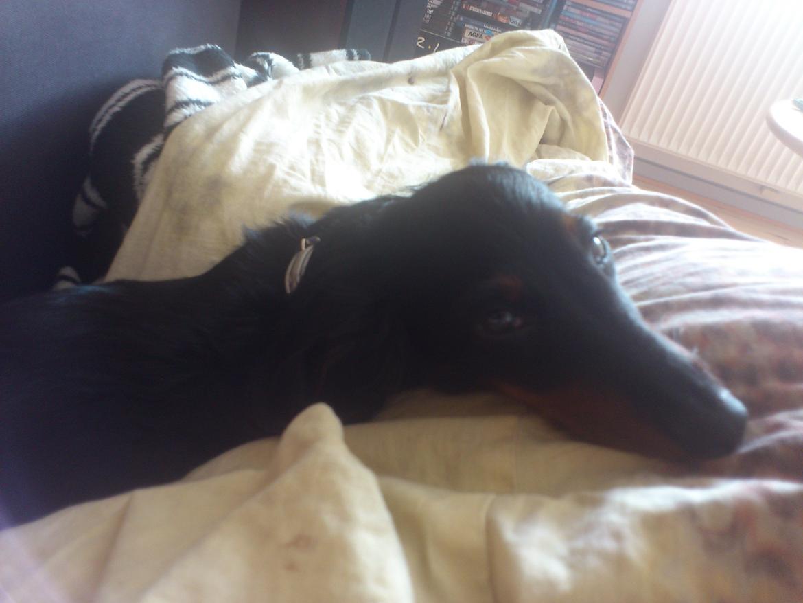 Dværggravhund Zenta - Ja kan du ikke se, at jeg slapper af her ;-) billede 12