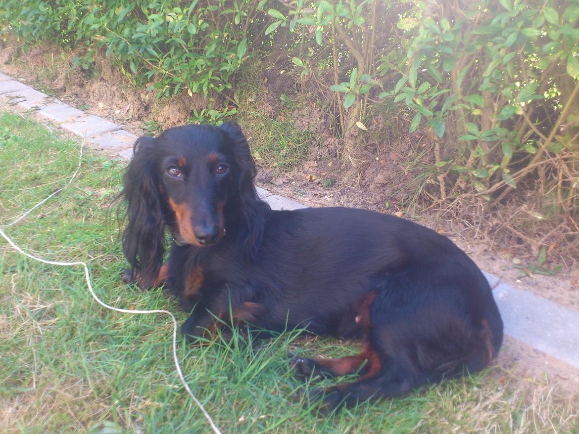 Dværggravhund Zenta - Dejligt i skyggen, når det er så varmt :-) billede 18