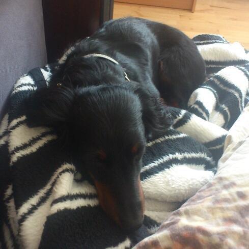 Dværggravhund Zenta - Hårdt at have været ude, at lege med hunde, så er det rart, at komme hjem og sove hos mor :-) billede 11