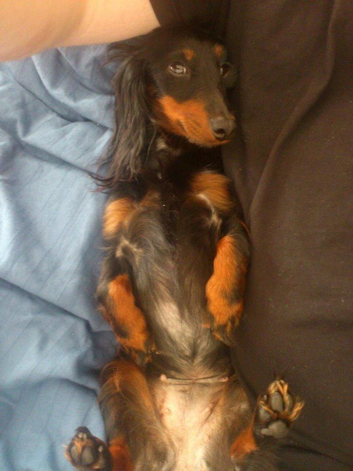 Dværggravhund Zenta - Putte tid igen :-) billede 7