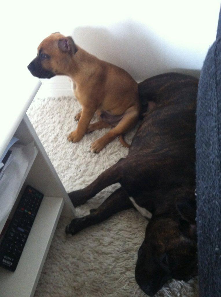 Staffordshire bull terrier Basse billede 3