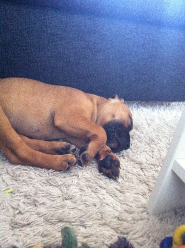 Staffordshire bull terrier Basse billede 4