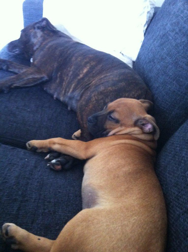 Staffordshire bull terrier Basse billede 5