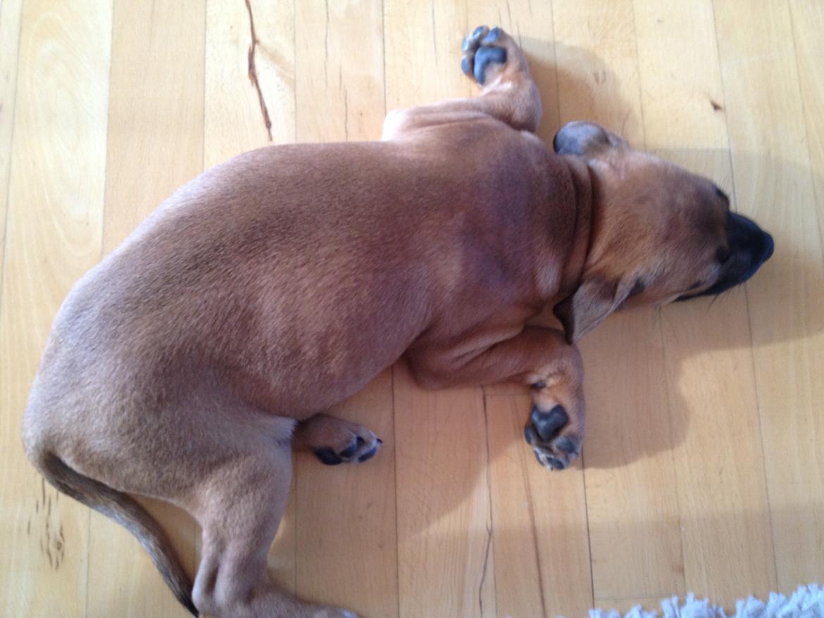 Staffordshire bull terrier Basse billede 1